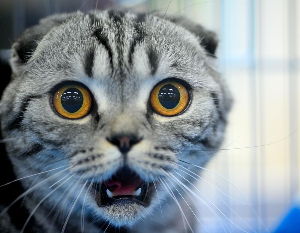 attention-kitty-cat